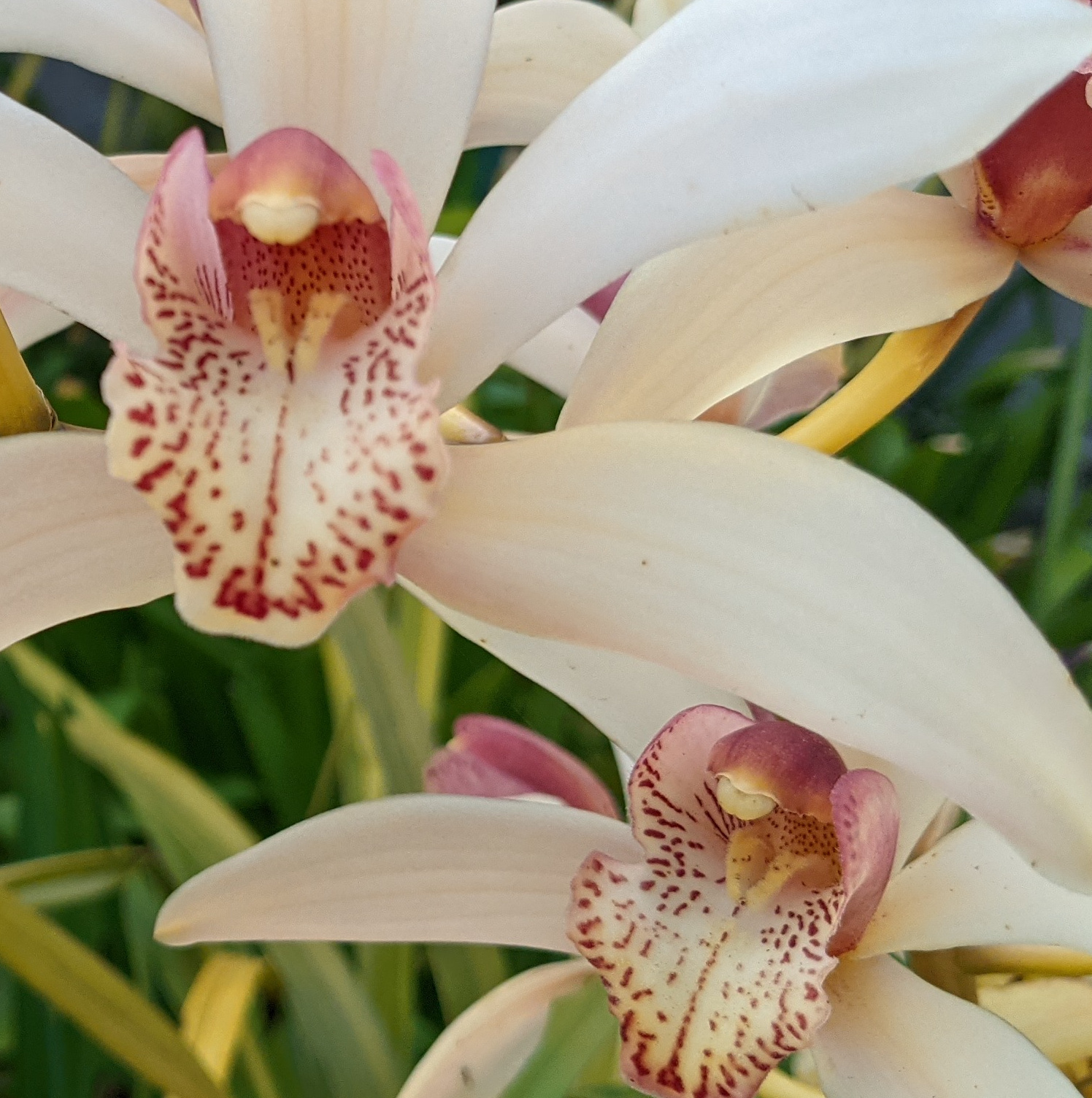 Flowers - 119&deg; - Stock App