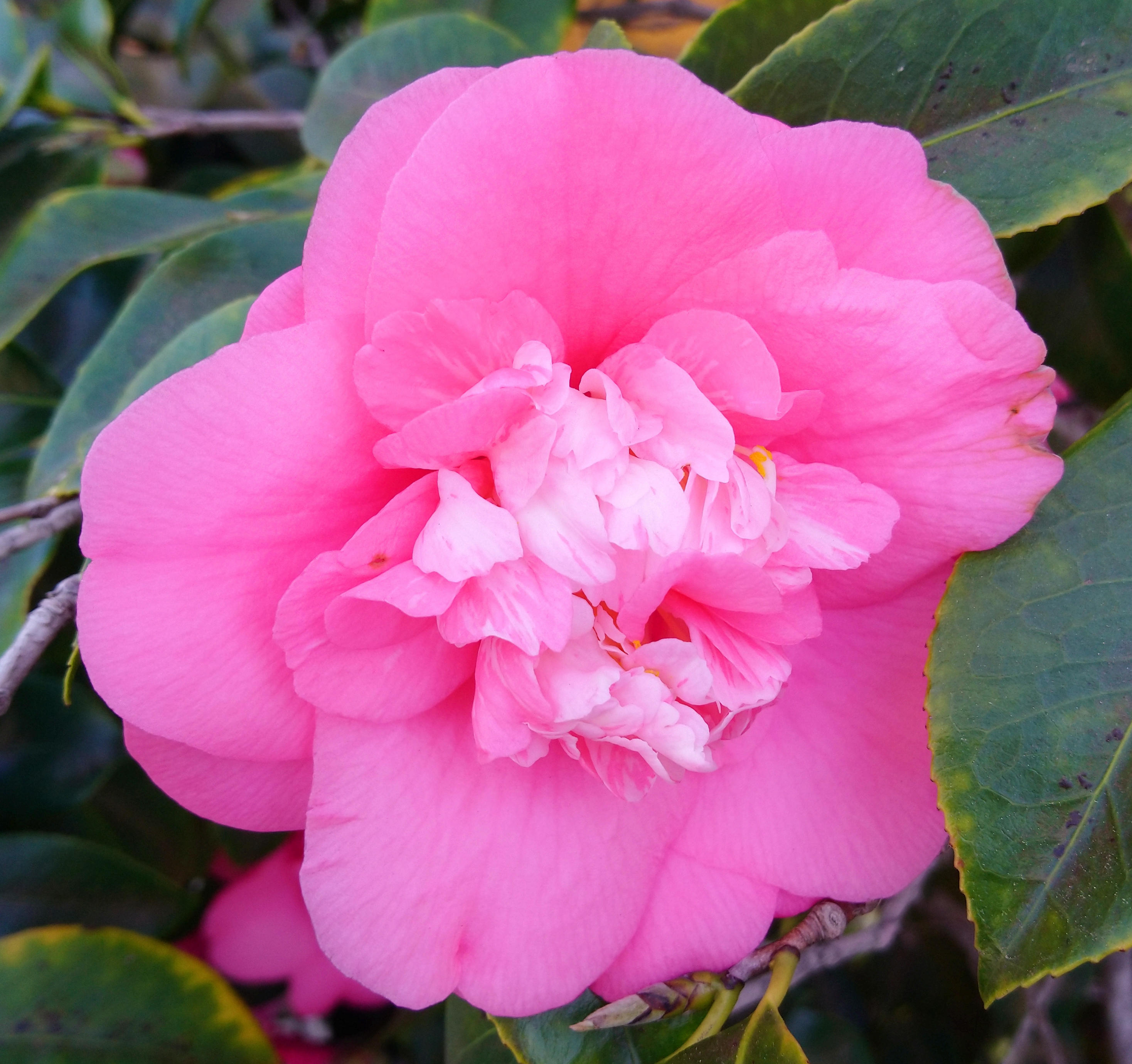 Camellia