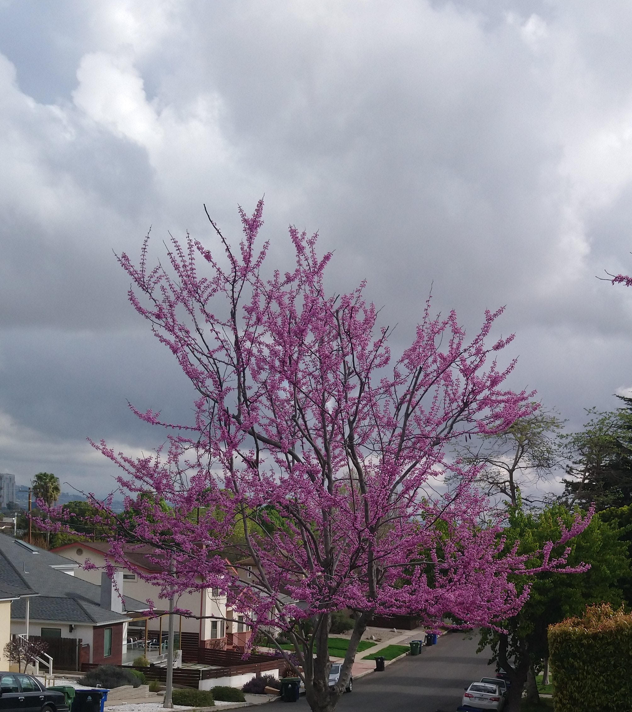 Cherry Tree and Clouds