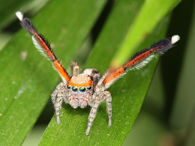 Reproductive display of male Saitis barbipes jumping spider